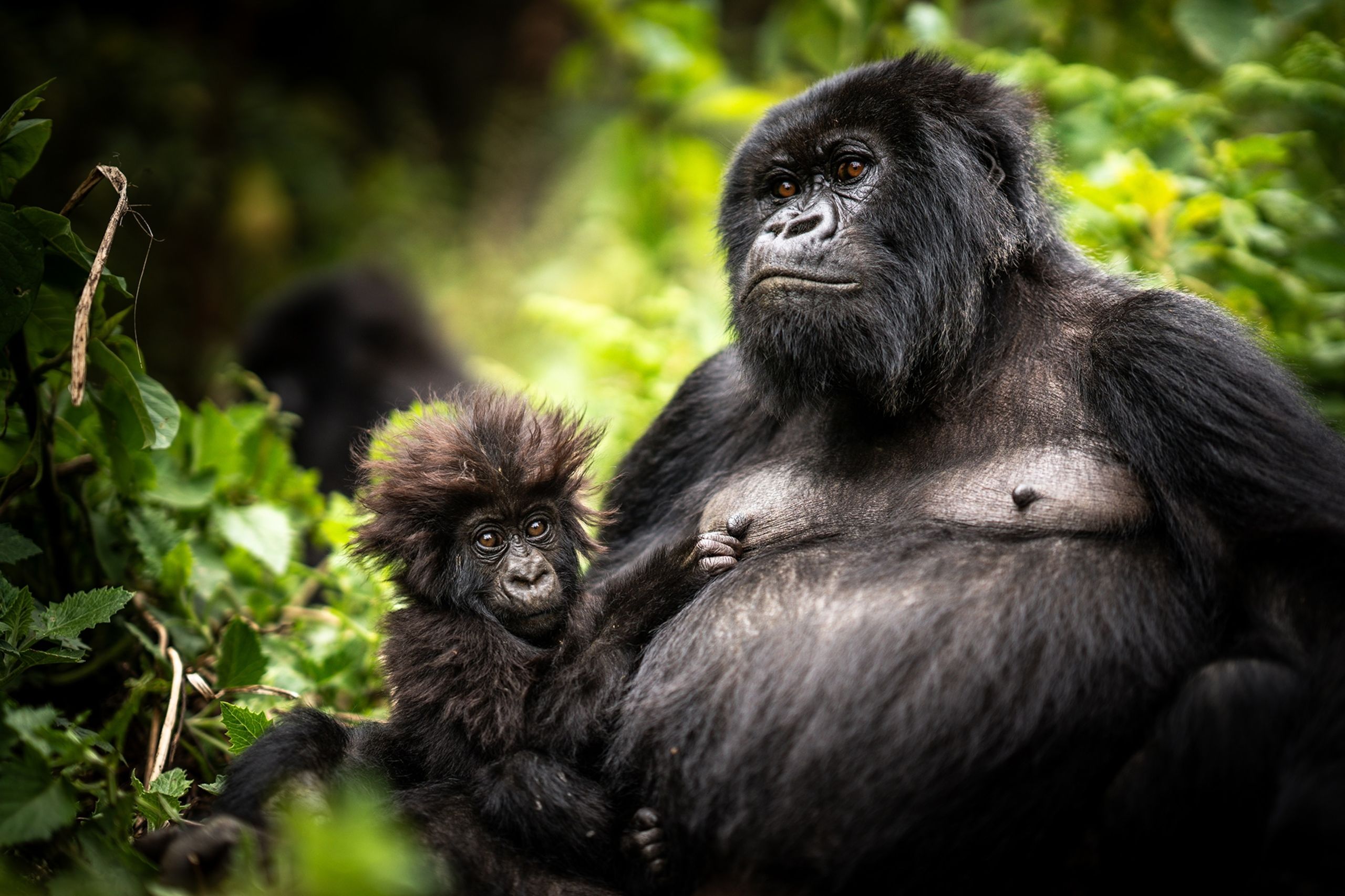 Rwanda view 1