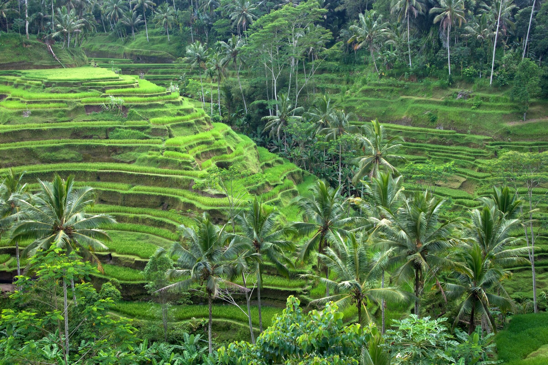Bali view 1